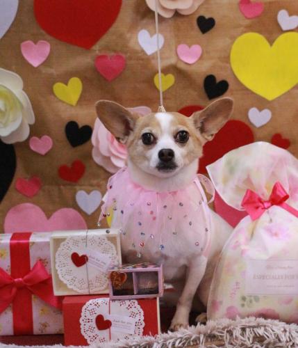 20230204うにちゃん